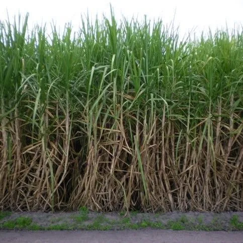 thumbnail for publication: Sugarcane Cultivar Descriptive Fact Sheet: CPCL 05-1102 and CPCL 05-1791